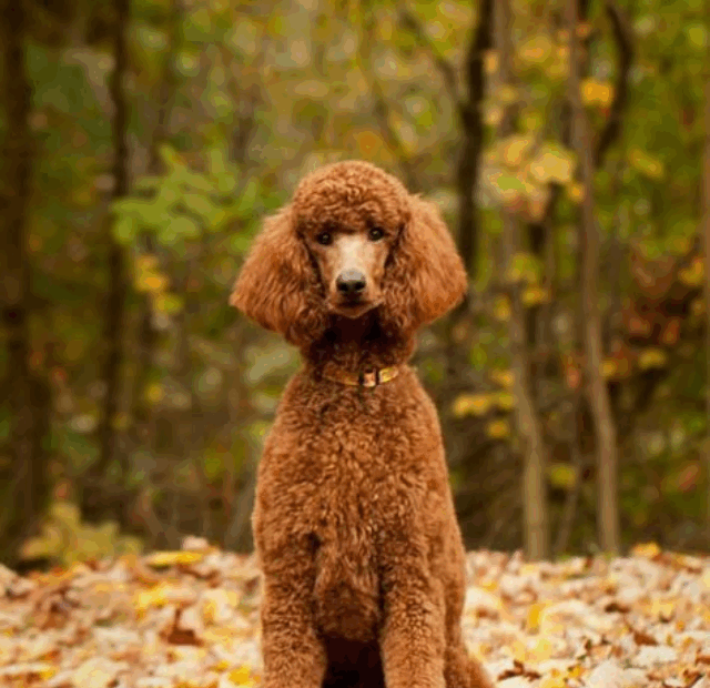 cropped-image-963.png