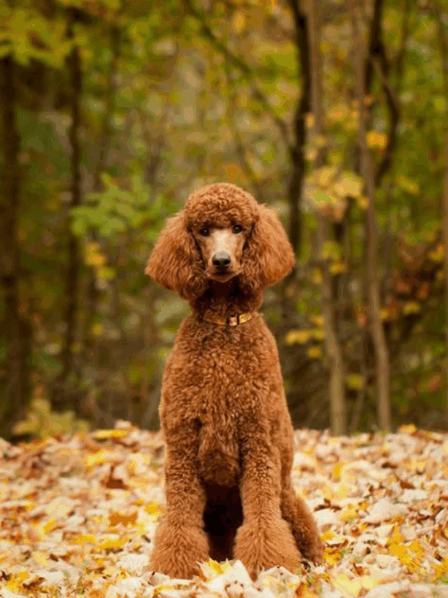 7 Dog Breeds That Are Smarter Than Most People Realize